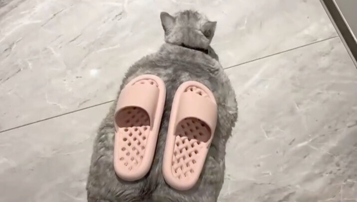 这什么姿势啊，好可爱好可爱！！