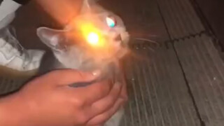 Tubuh Seekor Kucing Biasa, Setinggi Para Dewa