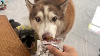 Đúng như mong đợi của một chú chó Husky Hồ Nam, chú rất thích ăn những miếng thịt cay nồng, và càng 