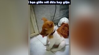 trong đám bạn chắc chắn sẽ có 1 đứa như vậy tag nó vào đây =)) chó dog chó_cưng chócon