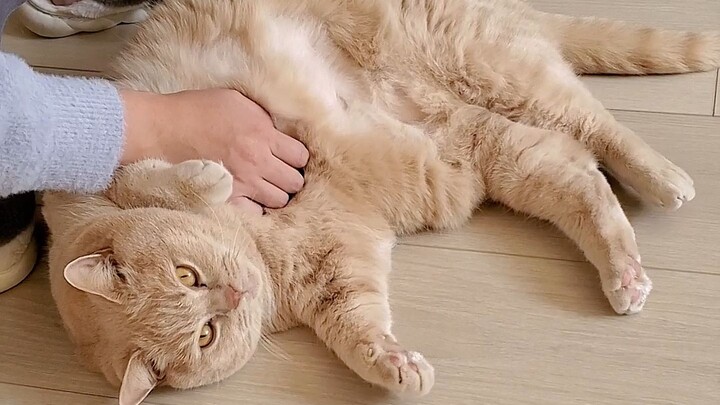 เผลอไปดึงหัวน่าบีบน้อยของแมวหลุดไปแล้ว…