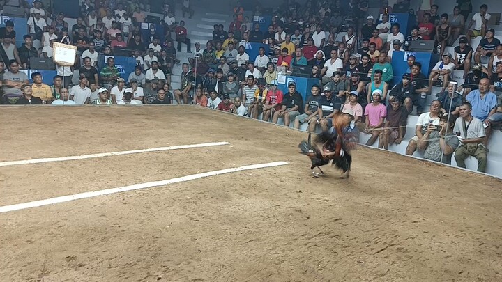 taytay arena win-loss