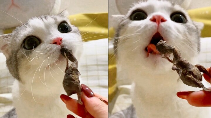 Mèo con ăn thả ga, ngon đến chảy cả nước miếng!