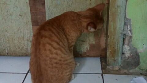 sekarang saya tau siapa yang suka rusak pintu