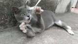 [Động vật]Mèo cưng hăng hái bắt chuột