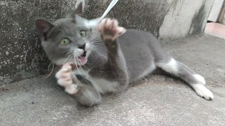 [Animals]A pet cat with enthusiasm of catching mouse
