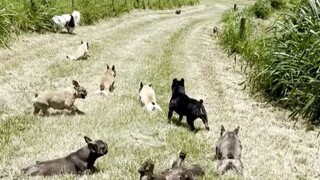 Chó thích cào cỏ mới cắt và tư thế của chúng thực sự kỳ lạ...