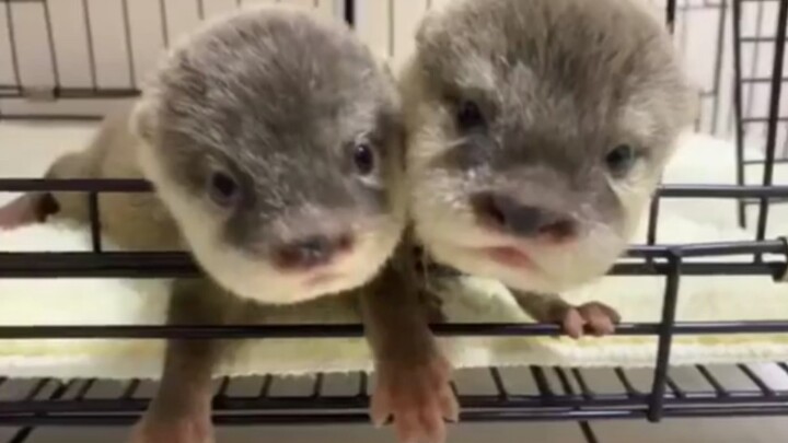 The otter baby who cries when not given candy is just like a child who can't speak