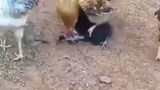 Ayam Gang Bang