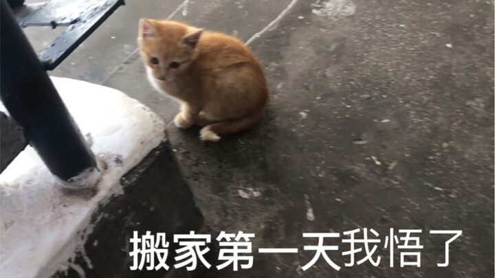 《因为一只流浪猫 抑郁的我悟了》