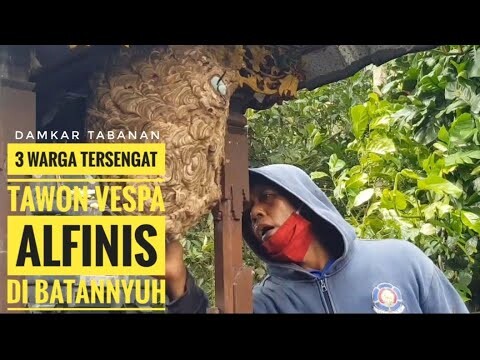 3 WARGA TERSENGAT TAWON VESPA ALFINIS DI BATANNYUH /DAMKAR TABANAN EDISI SEN 6 JULI 2020