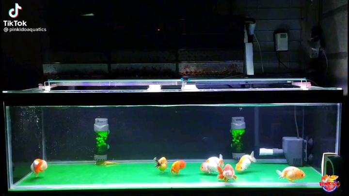 Ranchu from Thailand