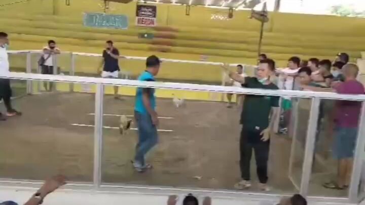 unscratch my tinola line