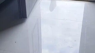 This mouse-catching cat is incredible! She completed the order in just 3 minutes! It turns out that 