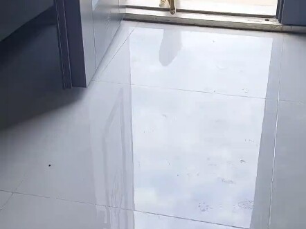 捕鼠业务太强了！3 分钟就完成了订单！果然专业的事还得专业的咪来干！不愧为居民点最厉害的大姐大猫咪！