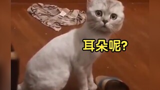 谁家小猫咪还听不懂人话啊！