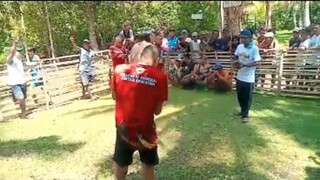 ayus Naka chamba din manok ko 😁 first Time mag bitiw ng manok sa laban, panalo agad🔥💗💗 HEHE