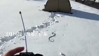 男子用“遥控蛇”恶搞朋友，见到了会跳舞的帐篷！