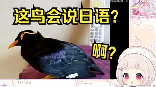 日本萝莉看《鹩哥说日语说得比你们好多了》直接惊呆了