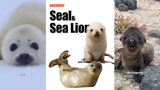 以防大家分不清海豹和海狮🦭
