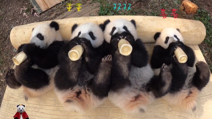 [Four Happiness Meatballs] Little Tuanzi’s bottle-and-milk time is here again!