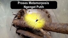 Proses Metamorpposis Ngengat Putih by Diary Rumahan
