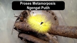 Proses Metamorpposis Ngengat Putih by Diary Rumahan