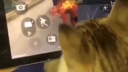 Kucing kecil pengemudi berpengalaman mengajakmu main PUBG