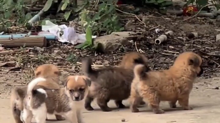 ครั้งแรกยังเขิน ครั้งที่สองชินแล้ว เมื่อกลับไปหมู่บ้านก็ชอบไปดูลูกสุนัขเลย!