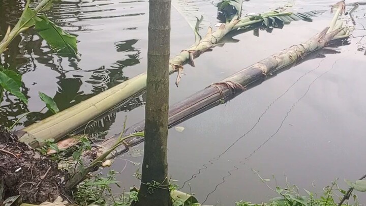 কলা নিয়ে মারামারি