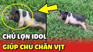 Lợn IDOL: Khi bạn NUÔI LỢN chỉ để giúp mình CHĂN VỊT mỗi ngày 😍 | Yêu Lu