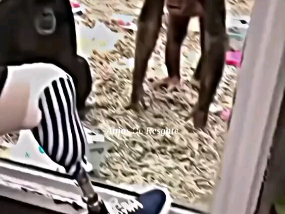 Kinh ngạc! (chó) Trí thông minh của tinh tinh thật không tệ