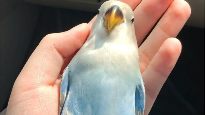 The only budgie chick at home has grown up to be a total cuddlebug.