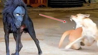 พยายามอย่าหัวเราะ 😂 วิดีโอแสดงปฏิกิริยาแปลกๆ ของสุนัขและแมว 16