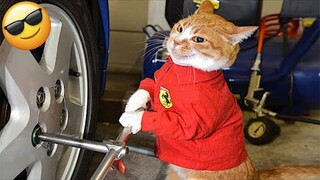 Funny Animal Videos 2022 😂 - Best Dogs And Cats Videos 😺😍 #6