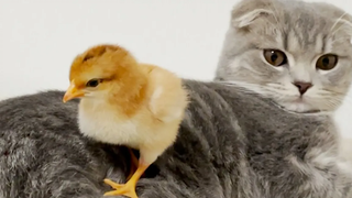 Lulu is also very popular with chicks!