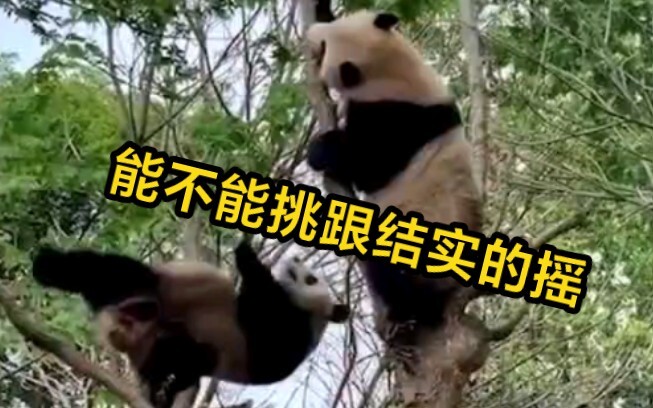 Hóa ra gấu trúc lớn tự mình biến mình thành loài nguy cấp à?