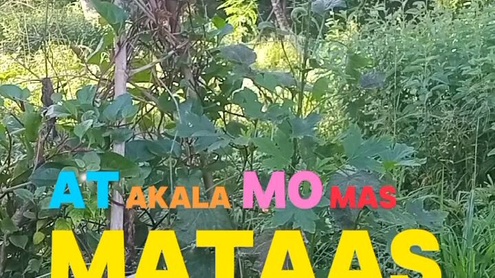 bukid