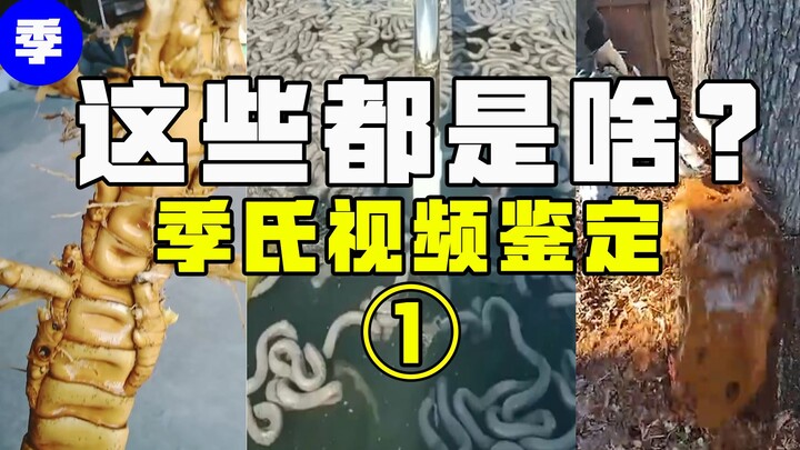 [What on Earth Is This?] Can Pork Intestines Be Faked? Why Fill a Diving Suit with Water?