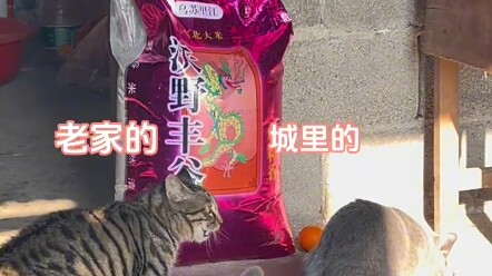 Đại Ly tung ra một tràng đánh nhau điên cuồng, cũng chẳng biết nó mắng gì nữa.