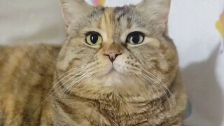 我对今天的猫粮很满意