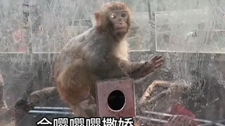 حديقة يوشان للحيوانات في تشانغشو: أشعر أنك تنتقدني، لكن للأسف لا أملك دليلًا على ذلك.