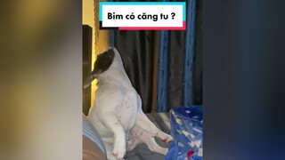 Bim có căng tu chăng ? pug bullfriench bullphap funny funnyvideos pets thúcưng chó chó_cưng