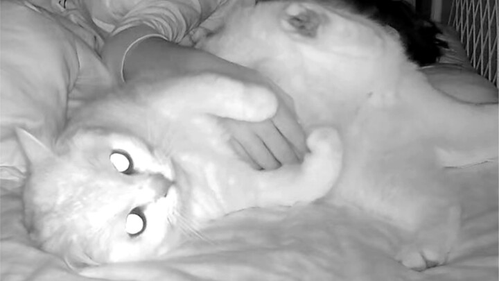 Kucingku, aku sama sekali tidak bisa tidur nyenyak semalaman～