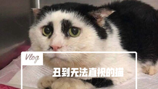 I have collected enough ugly cats to show you. They made me laugh so hard that my pants fell off.