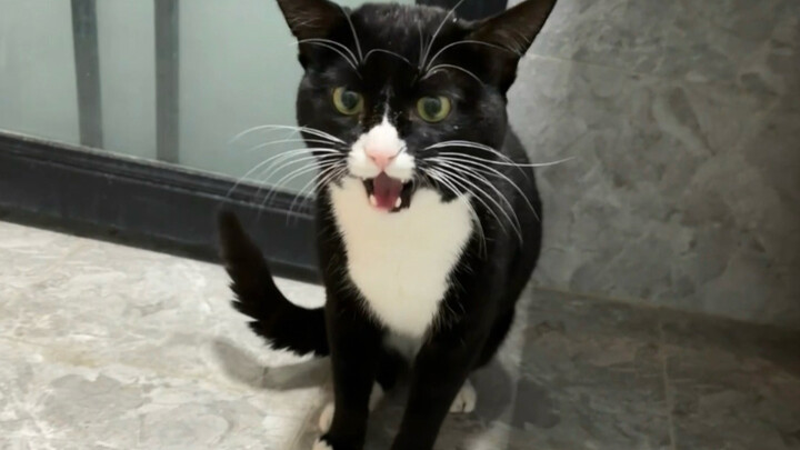 洗奶牛猫阿贝贝来啦