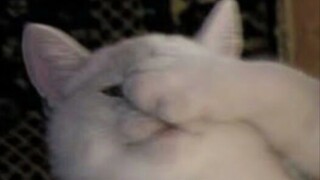 【Lucu】Ketika teman sekelasku berulang tahun, aku mengiriminya video ini...
