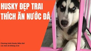 Trời nóng quá husky ăn đở nước đá cho mát vậy #husky #ngáohusky #thucung #yeuchomeo
