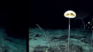SpongeBob? Aliens? Can live for thousands of years? Alien SpongeBob! Magnificent Stranger Sponge - T