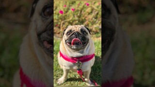 Funny animals 2023😆 - Funniest Cats and Dogs Video🐕🐈243 #shorts